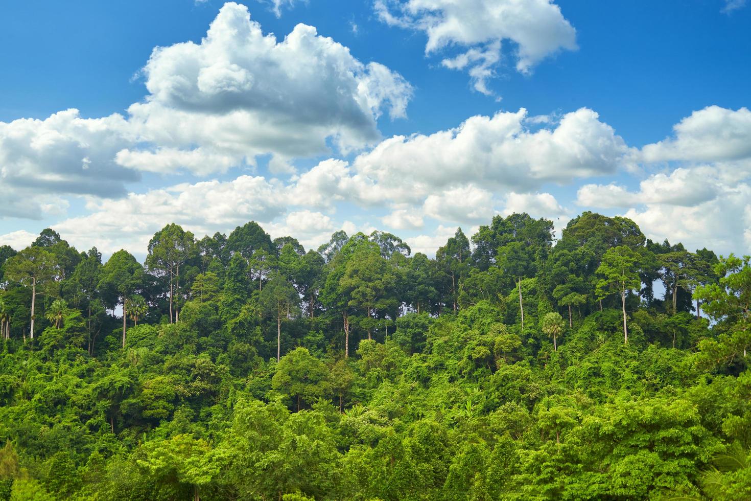 forêt tropicale avec ciel bleu photo