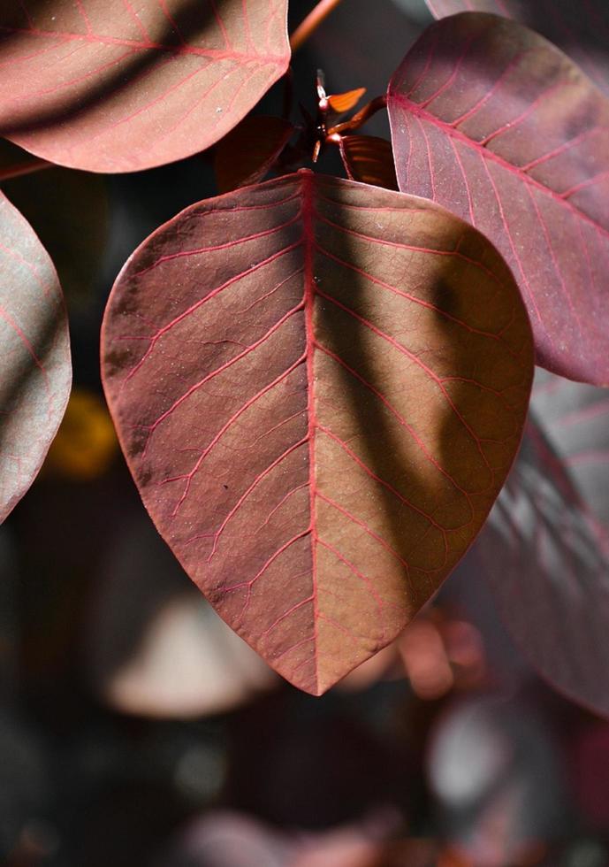 trois feuilles rouges photo