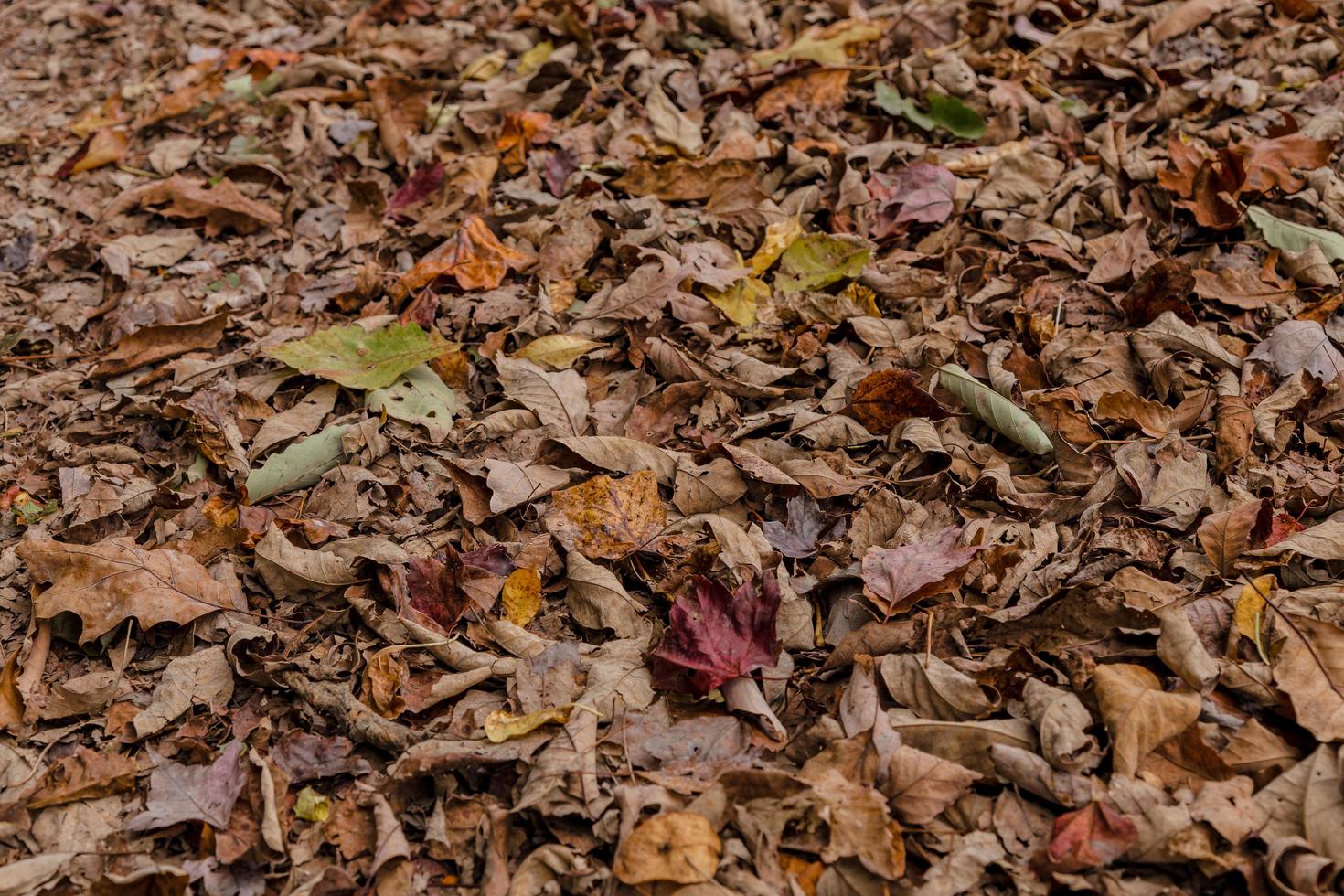 feuilles tombées brunes photo