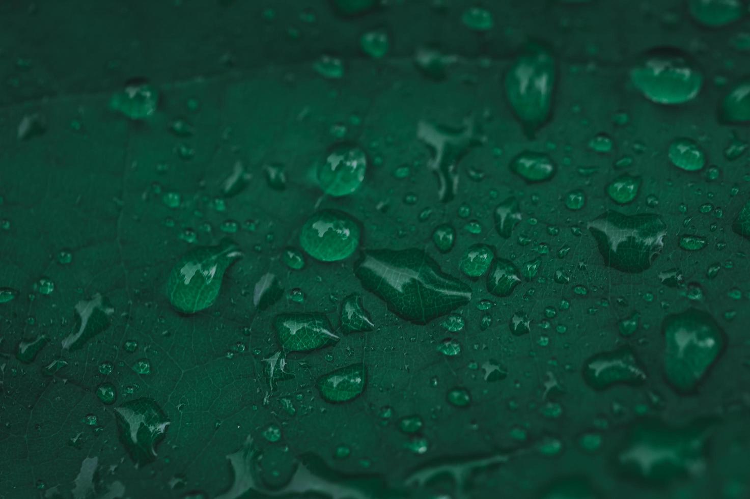 gouttes de pluie sur feuille verte photo
