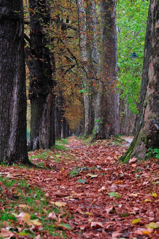 longue allée à la session d'automne d'automne photo