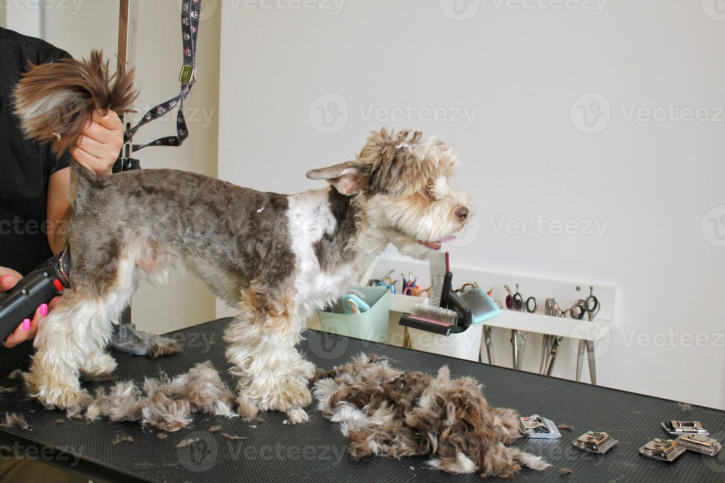 mains de toiletteur femme fait une coupe de cheveux de race avec tondeuse de yorkshire terrier dans un salon de toilettage. utilisation d'un outil pour peigner la laine. concept professionnel de soins aux animaux de compagnie. gros plan avec espace de copie pour le texte photo