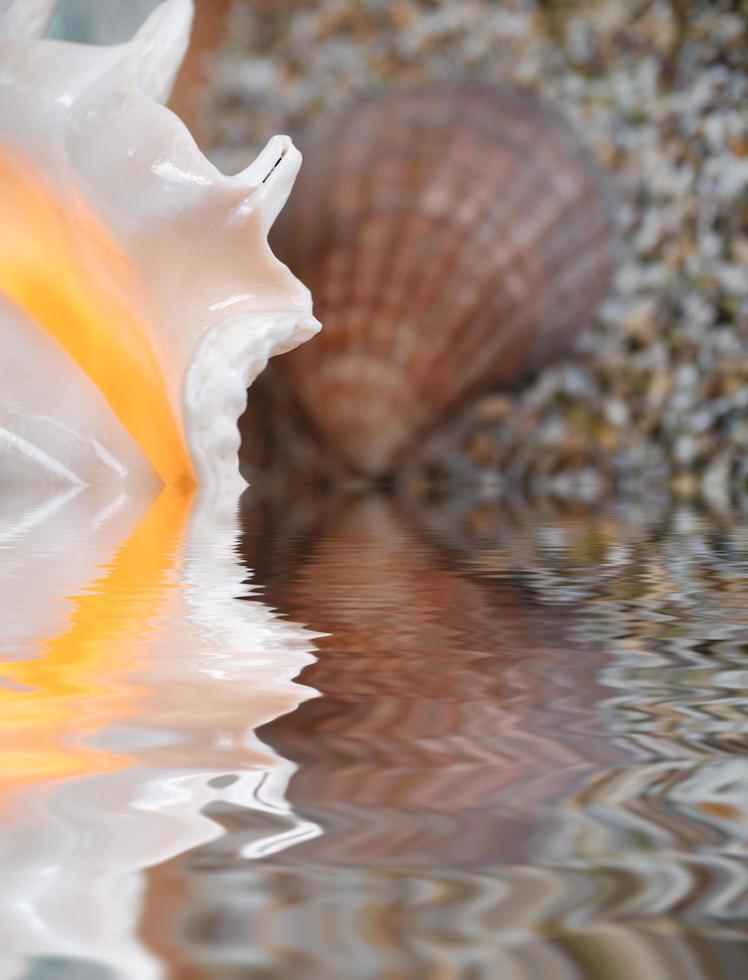 vue sur les coquillages photo