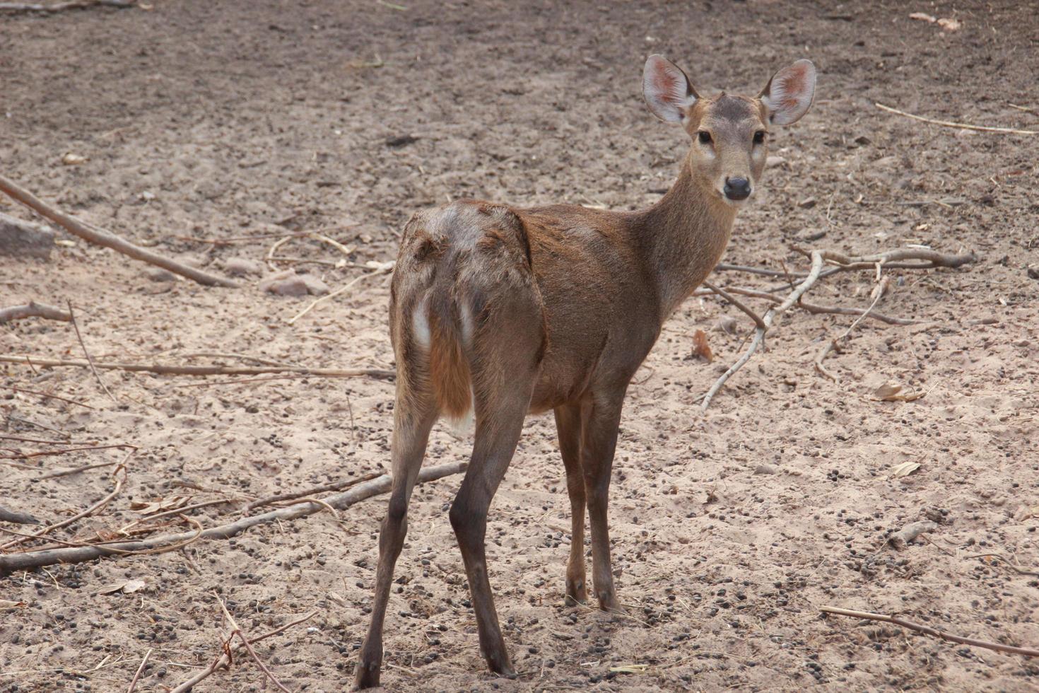 cerf brun mangeant et marchant photo