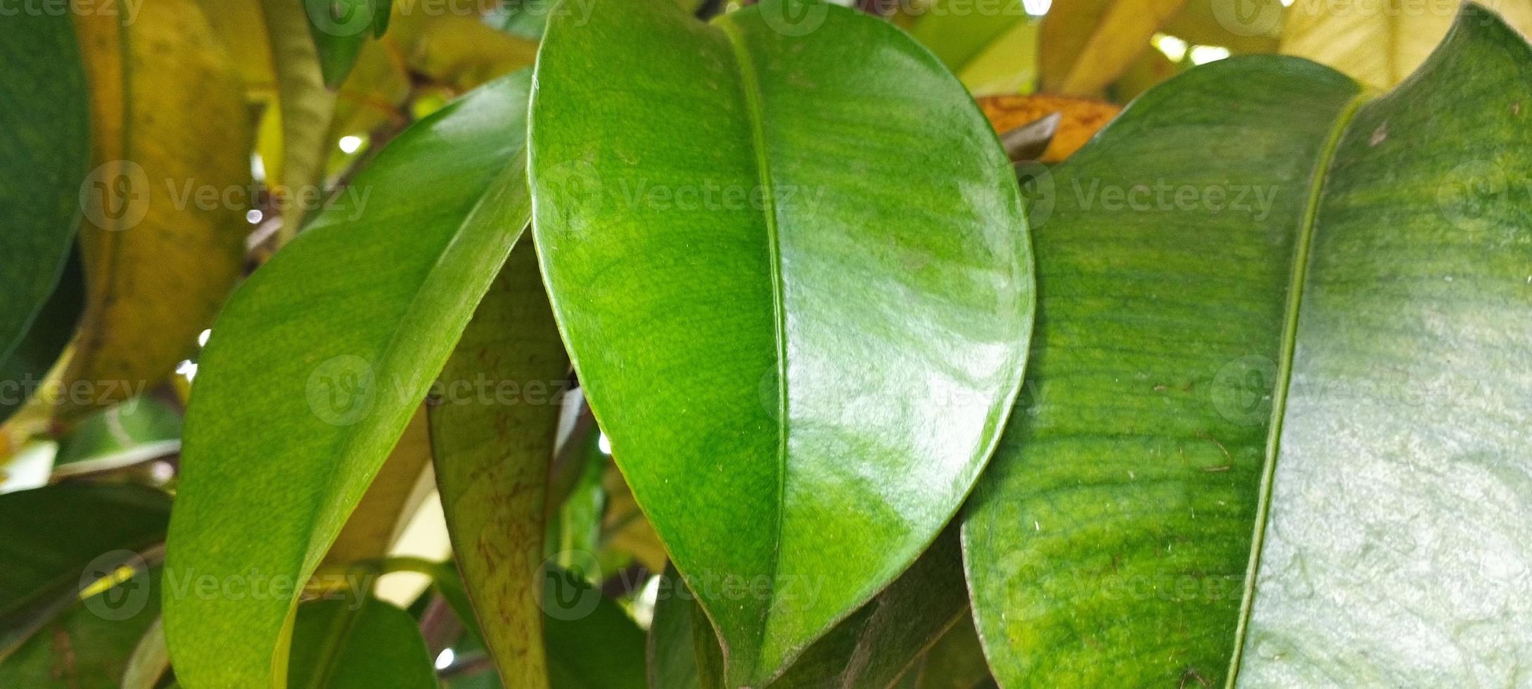 les feuilles vertes donnent une sensation d'arbre qui convient à l'utilisation de l'arrière-plan photo