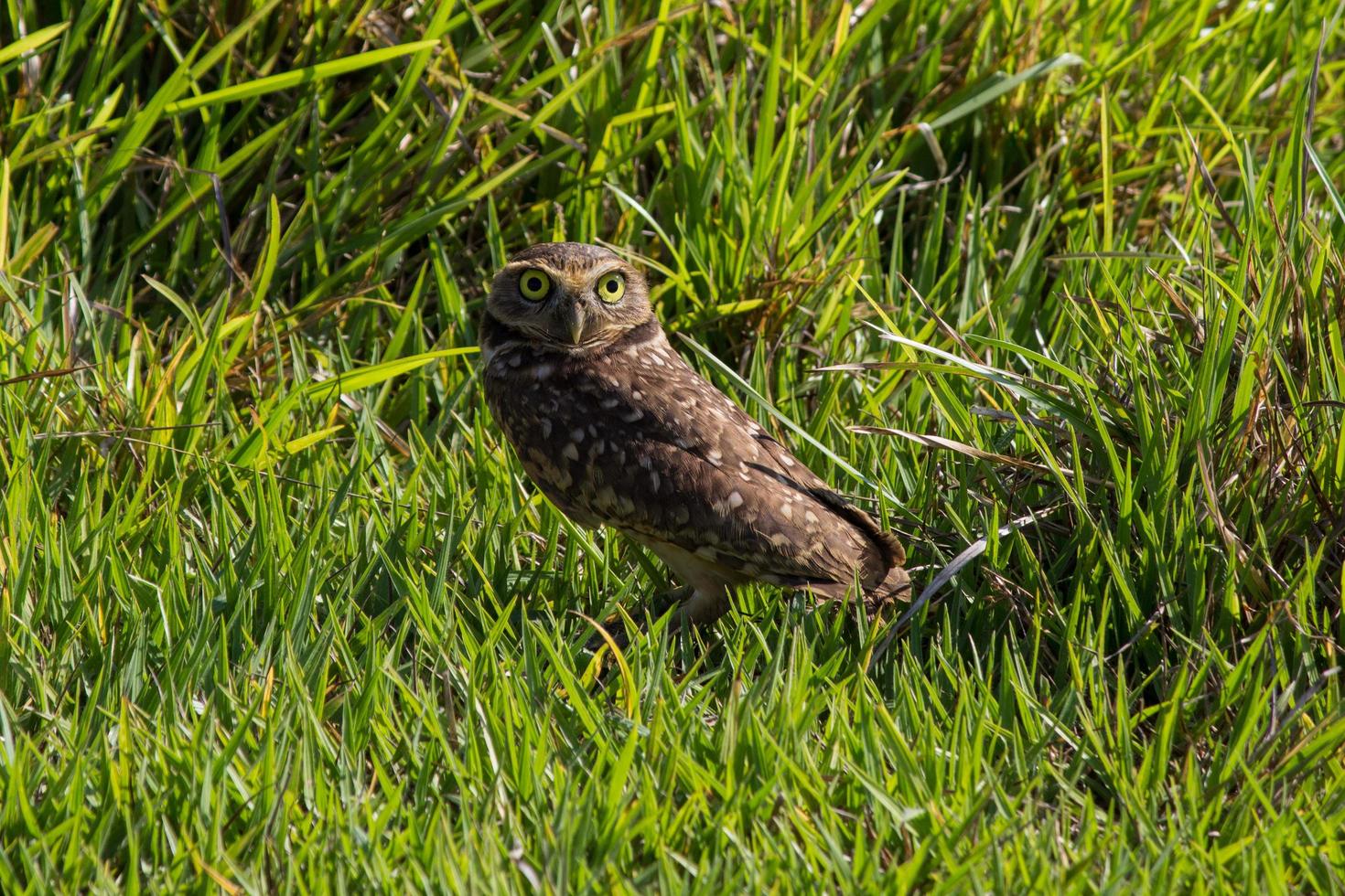 chouette dans l'herbe photo