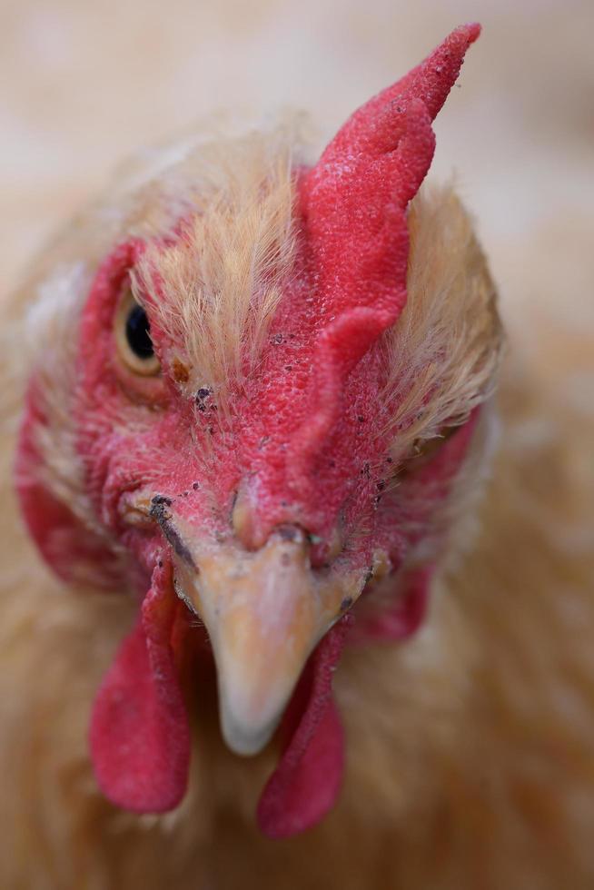 balle dans la tête de buff orpington photo