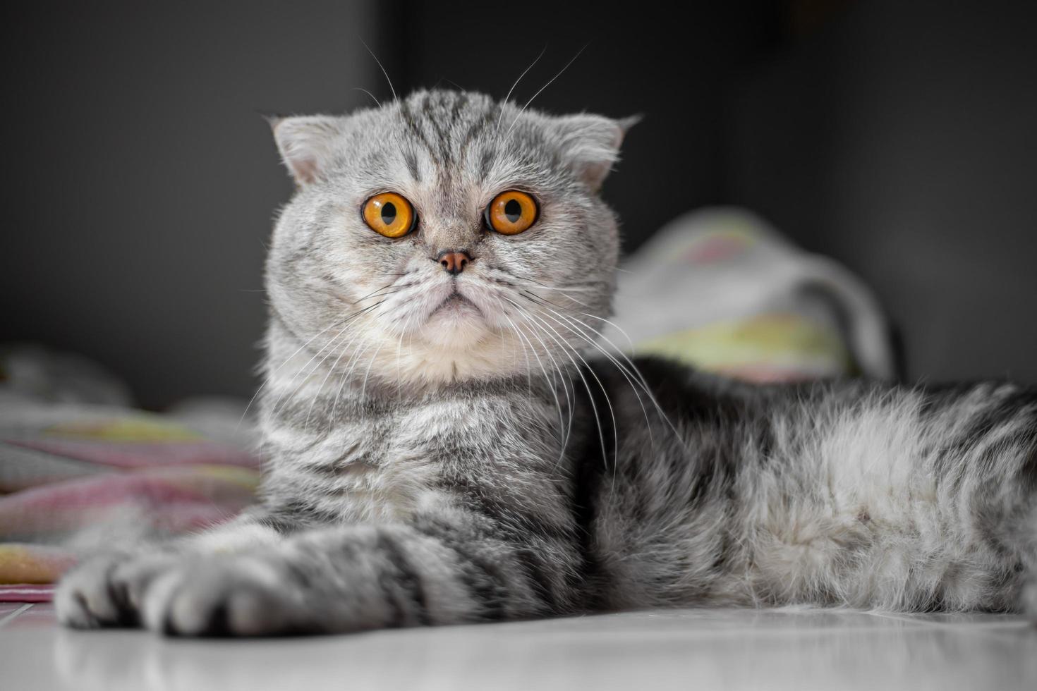 chat scottish fold au garde-à-vous photo