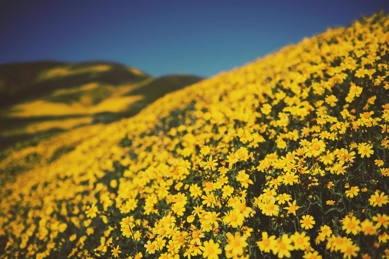 champ de marguerite jaune photo