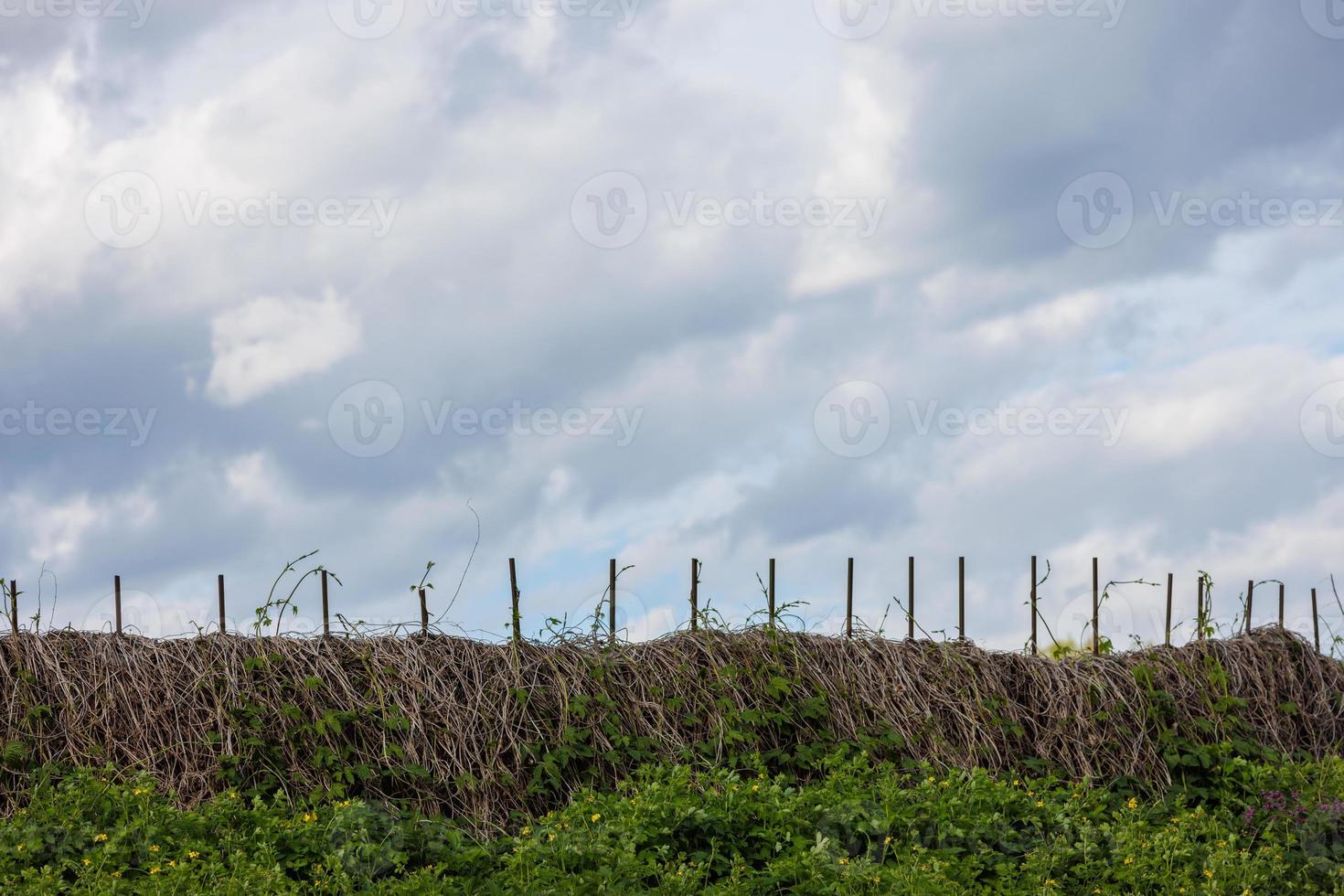 clôture rustique entrelacée de raisins sauvages secs avec ciel nuageux en arrière-plan et bosquets d'orties au premier plan photo