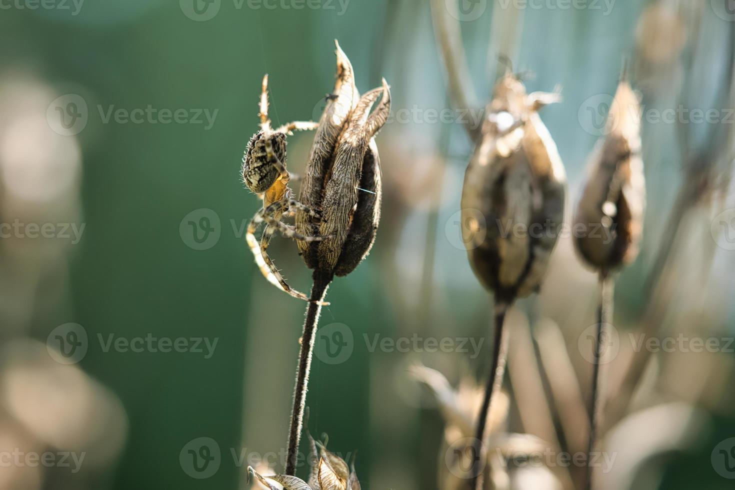 araignée croisée rampant sur un fil d'araignée vers une plante. un chasseur utile parmi les insectes photo