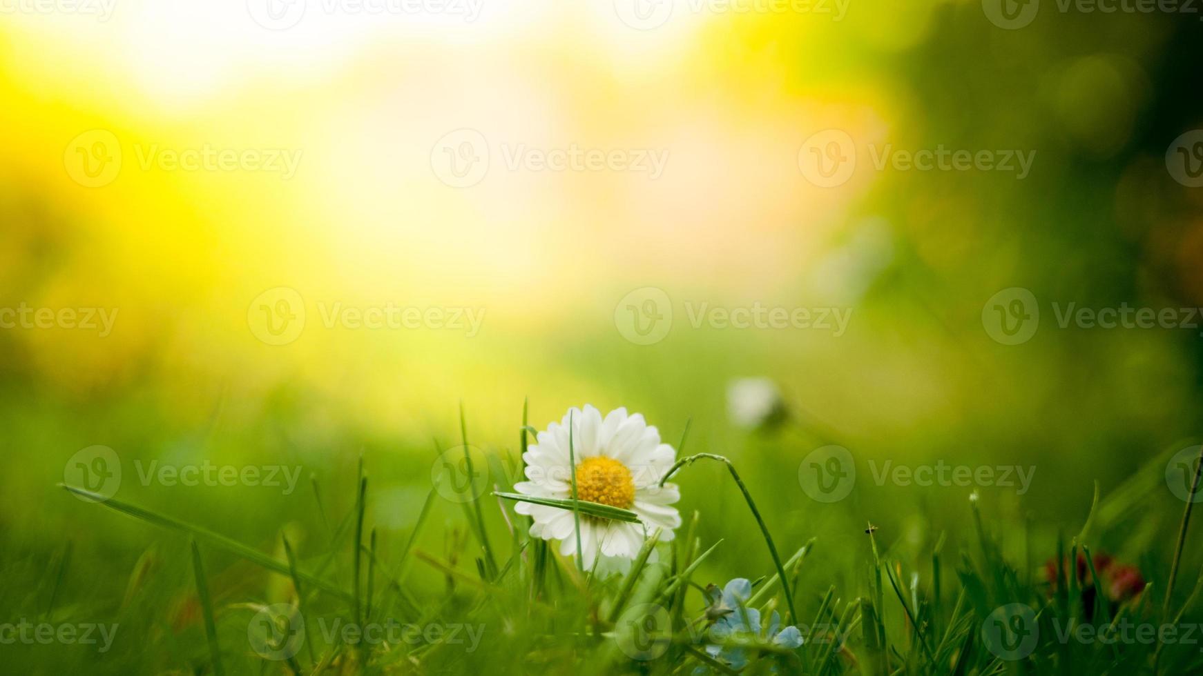 gros plan d'une marguerite blanche dans un carré d'herbe photo