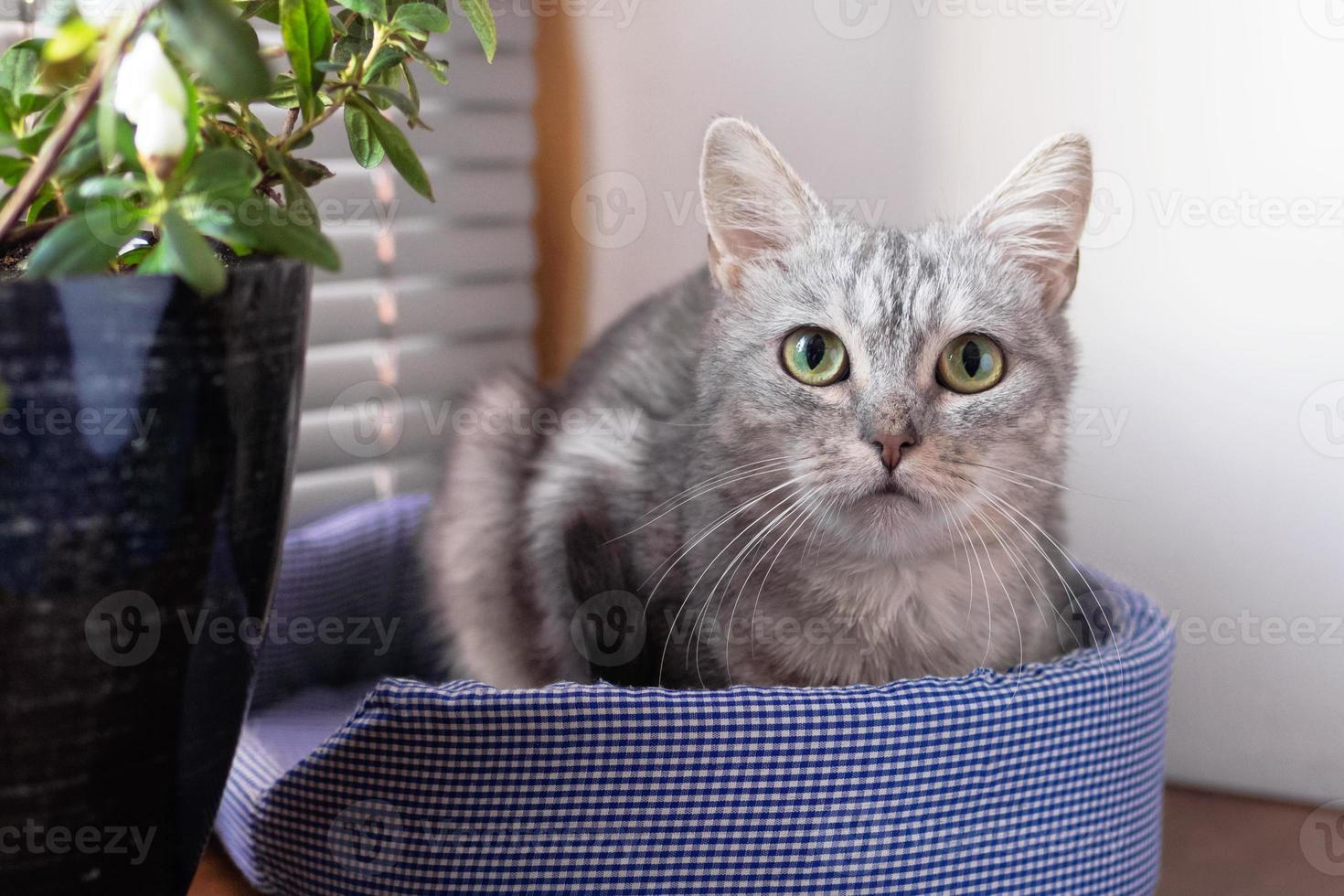 portrait d'un beau chat tigré gris moelleux aux yeux verts sur un lit de chat près d'une fenêtre et d'une plante en pot. photo