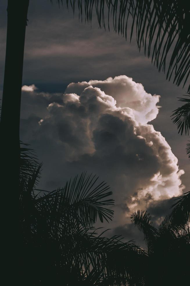 cumulus au-dessus des palmiers photo