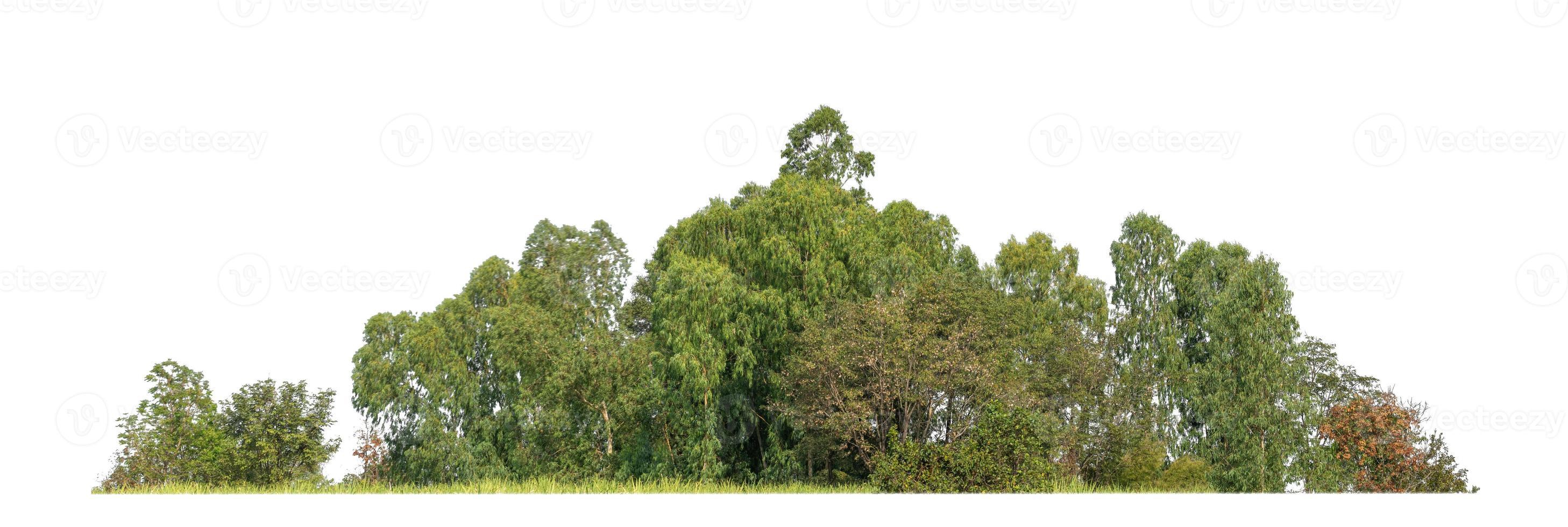 arbres verts isolés sur fond blanc.sont des forêts et du feuillage en été pour l'impression et les pages Web avec chemin de coupe et canal alpha photo