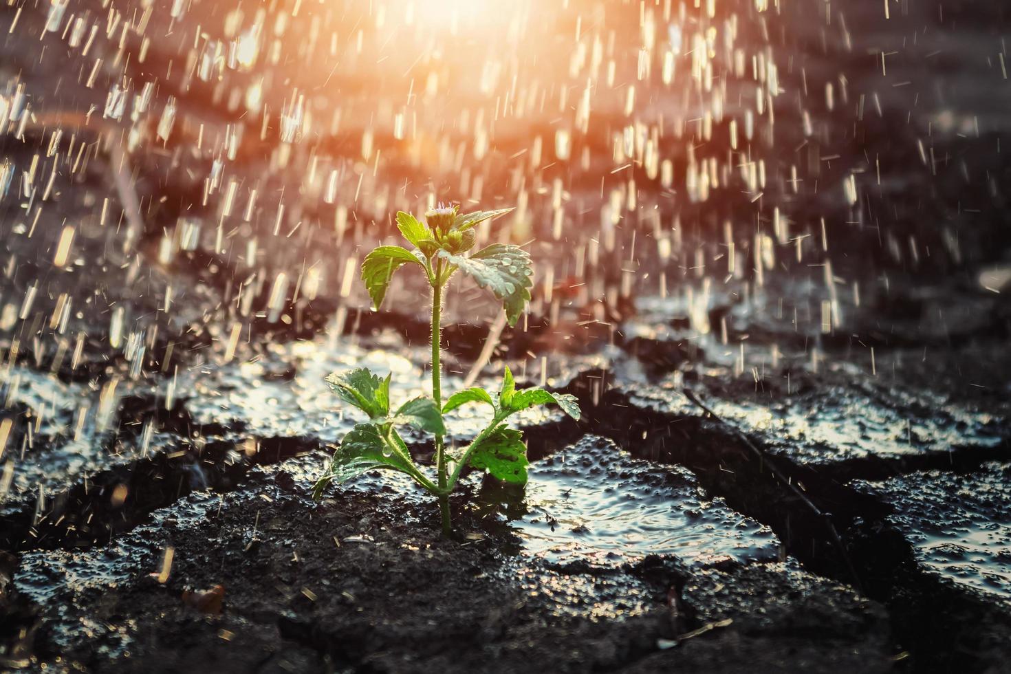 plante ensoleillée sous la pluie photo