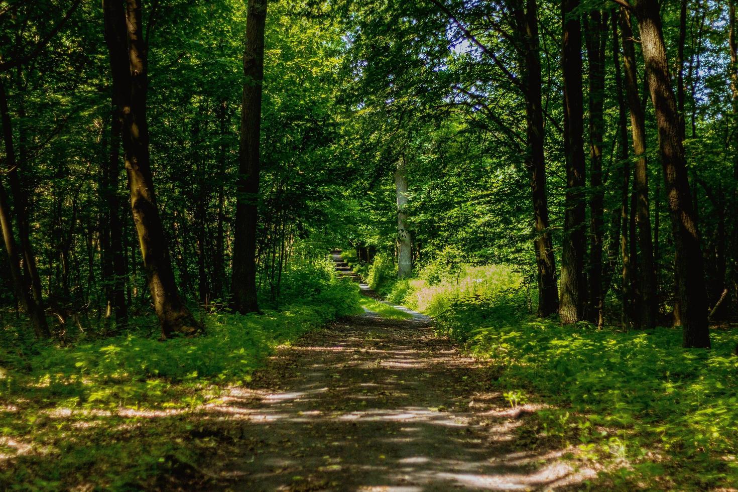 route dans la forêt photo