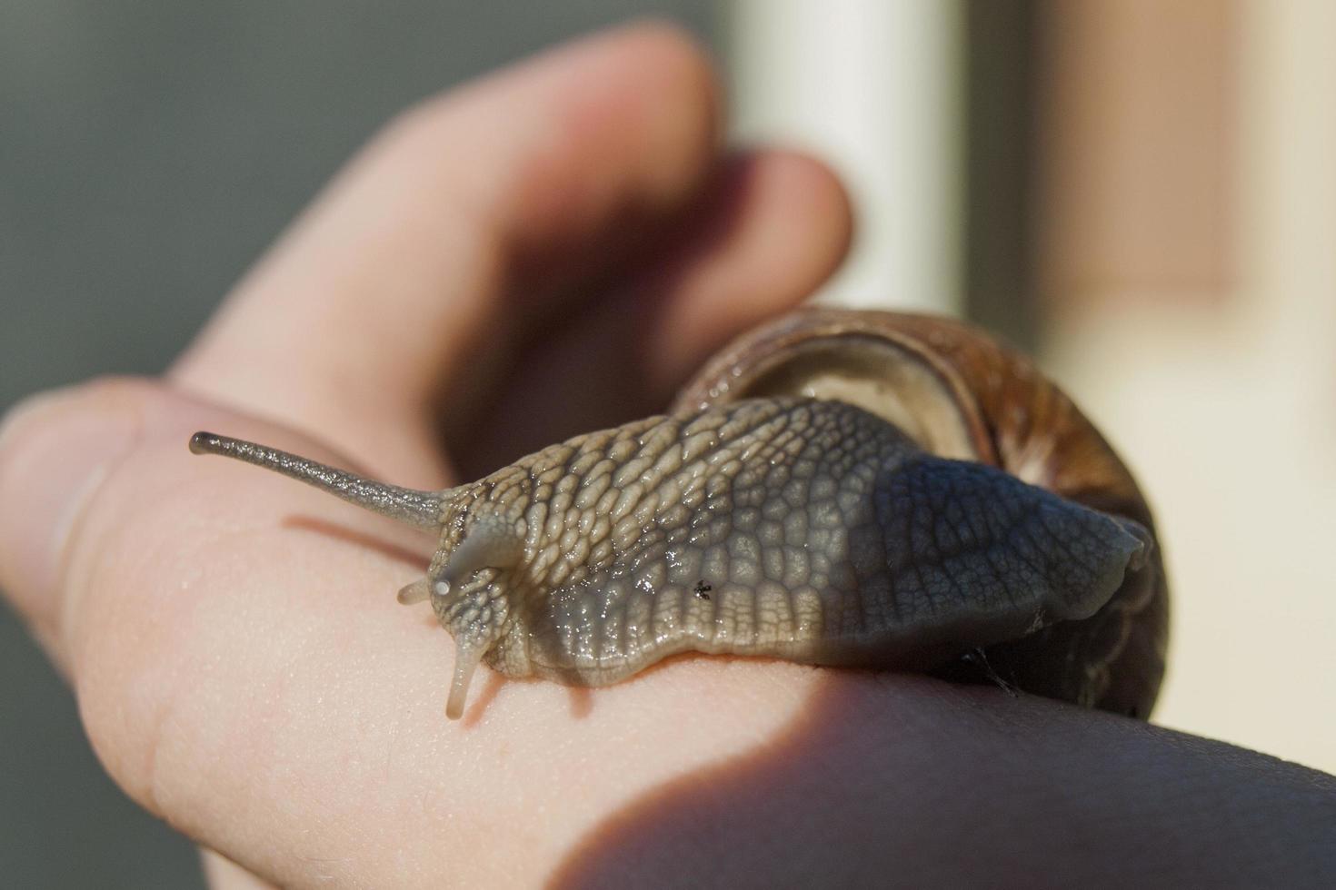 vue rapprochée d'un escargot photo