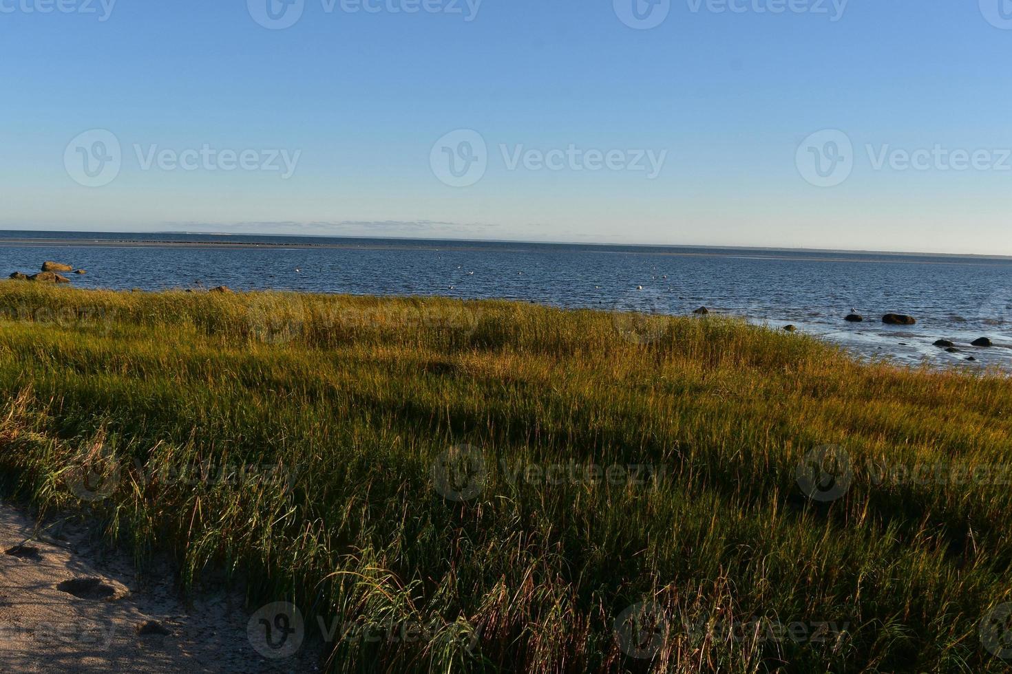 grande surface remplie d'herbe de plage verte photo