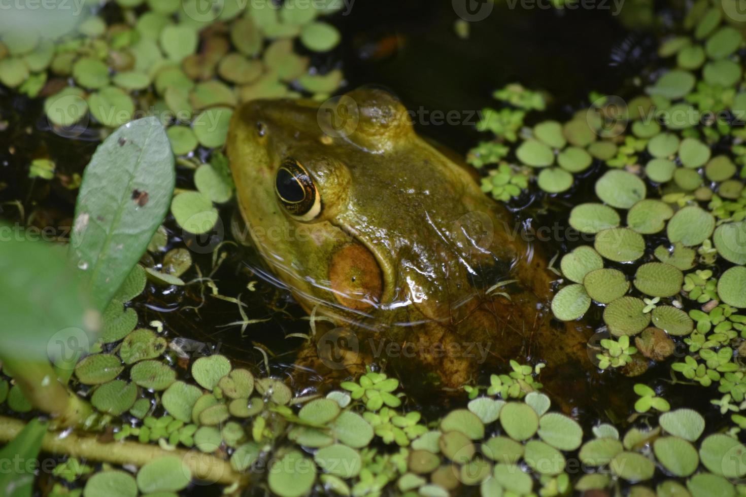 gros plan sur une grande ouaouaron dans un marais photo