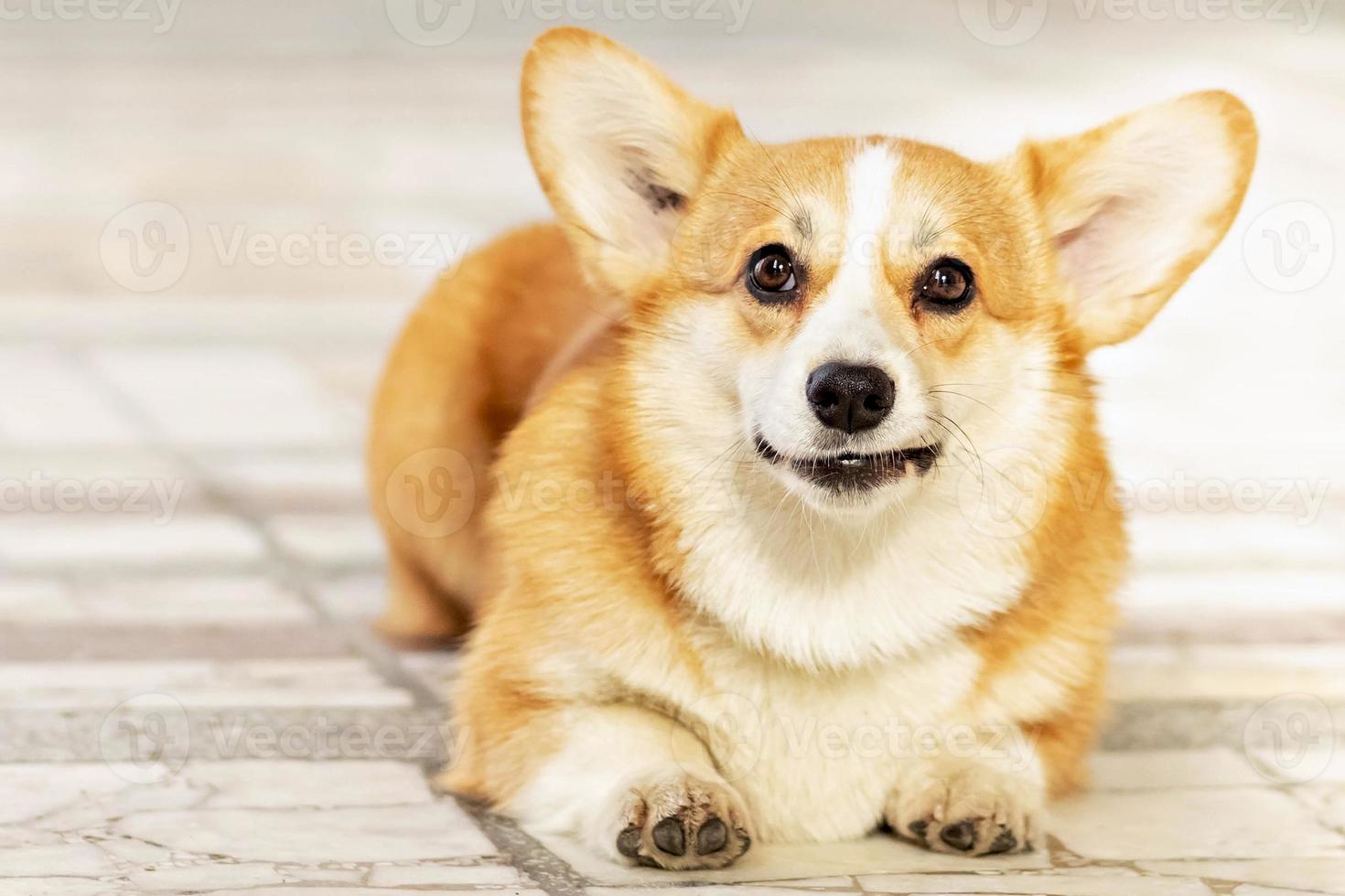 un chien corgi aux cheveux roux en promenade photo