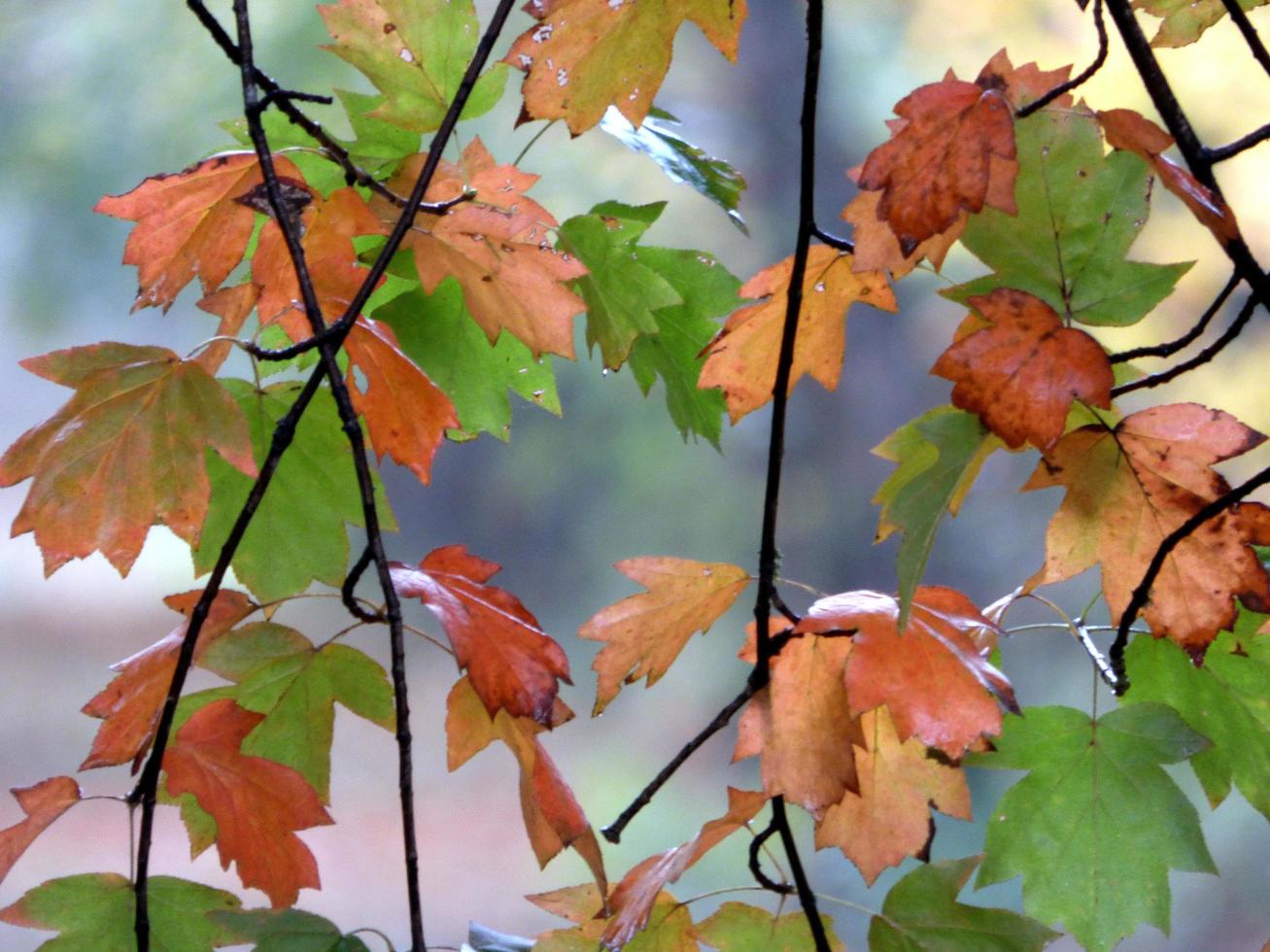 feuilles d'automne colorées photo