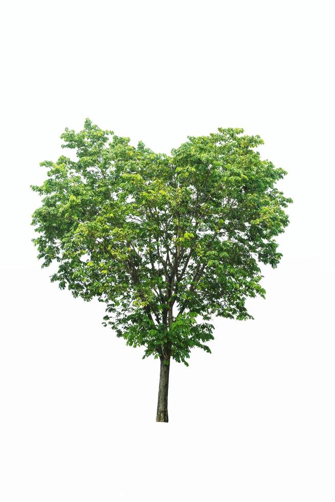 arbre en forme de coeur photo