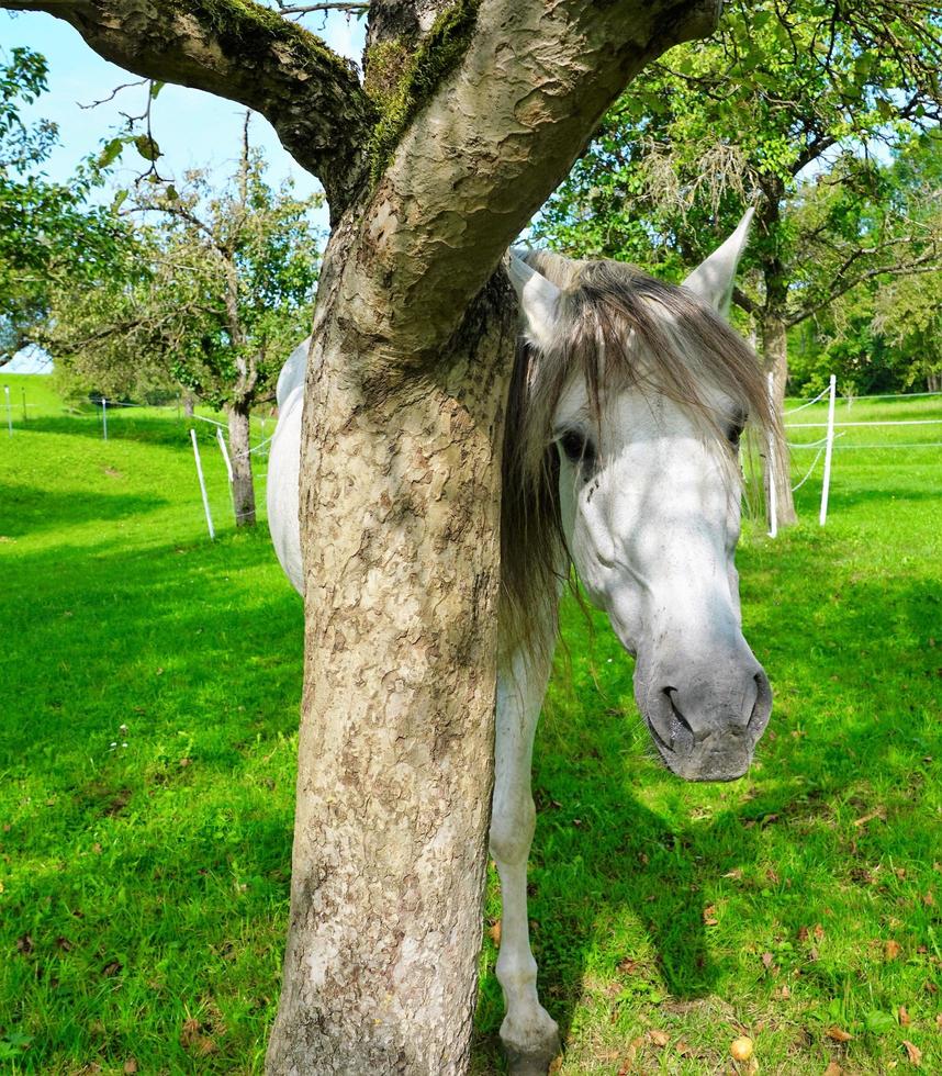 cheval blanc à côté d'un arbre photo