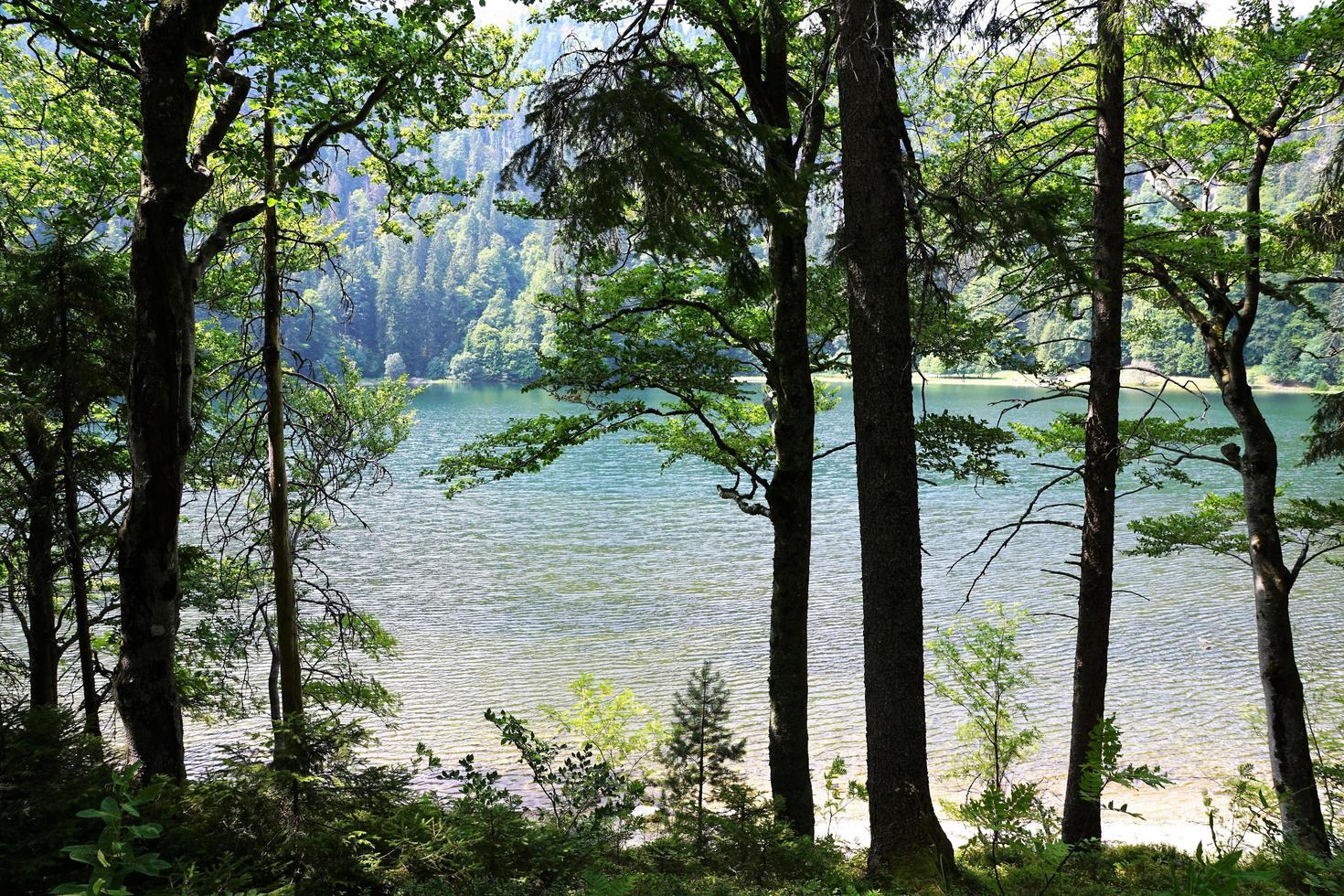 lac dans la forêt photo