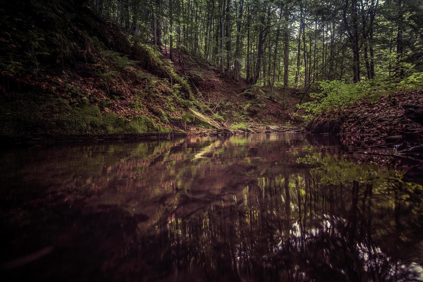 rivière dans une forêt sombre photo