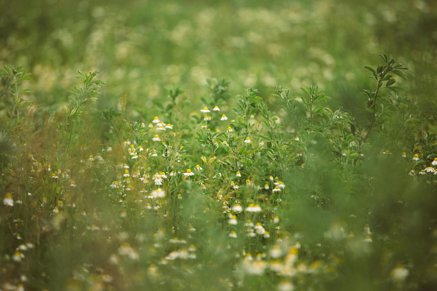 champ de fleurs de camomille photo
