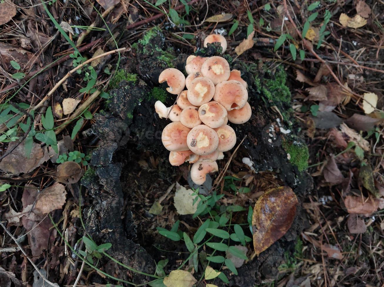 champignons cultivés dans la forêt d'automne photo