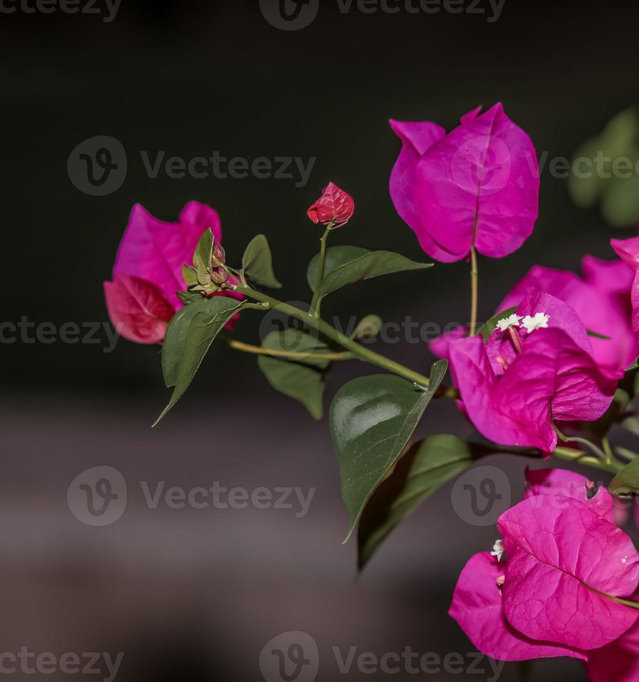 bougainvilliers. rose profond photo