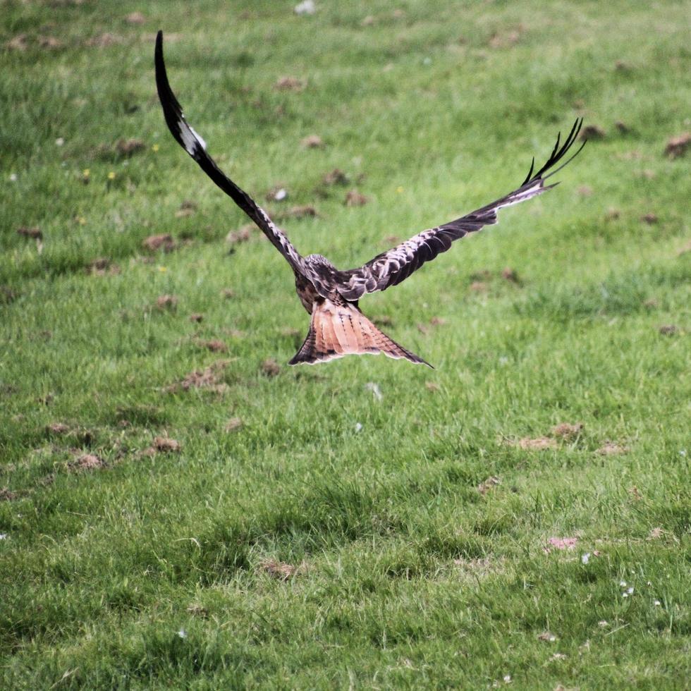 Vue d'un cerf-volant rouge en vol à gigrin farm au Pays de Galles photo