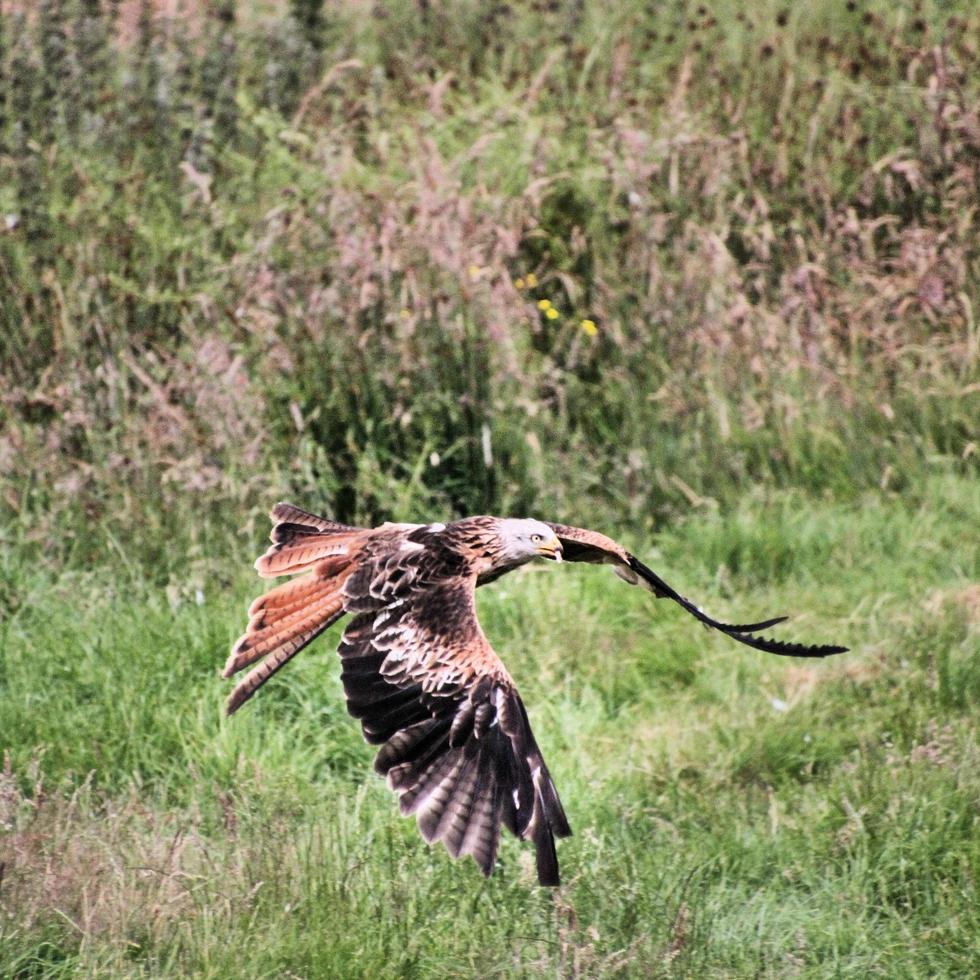 Un gros plan d'un cerf-volant rouge en vol à gigrin farm au Pays de Galles photo