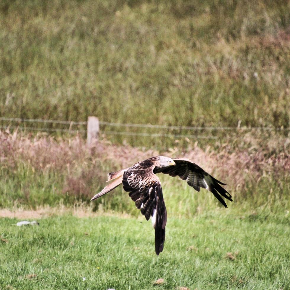 Un gros plan d'un cerf-volant rouge en vol à gigrin farm au Pays de Galles photo