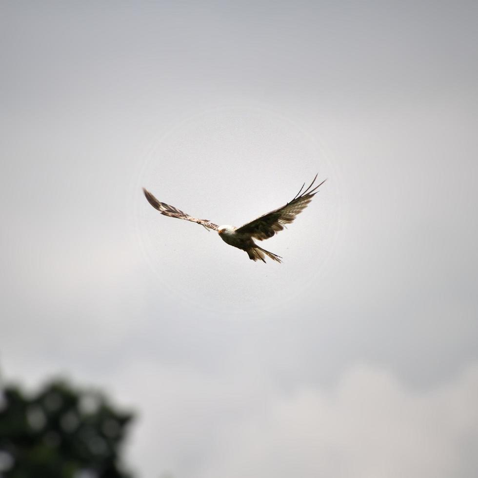 Vue d'un cerf-volant rouge en vol à gigrin farm au Pays de Galles photo