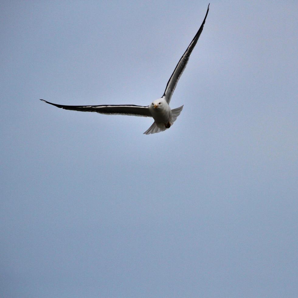 une vue d'une mouette photo