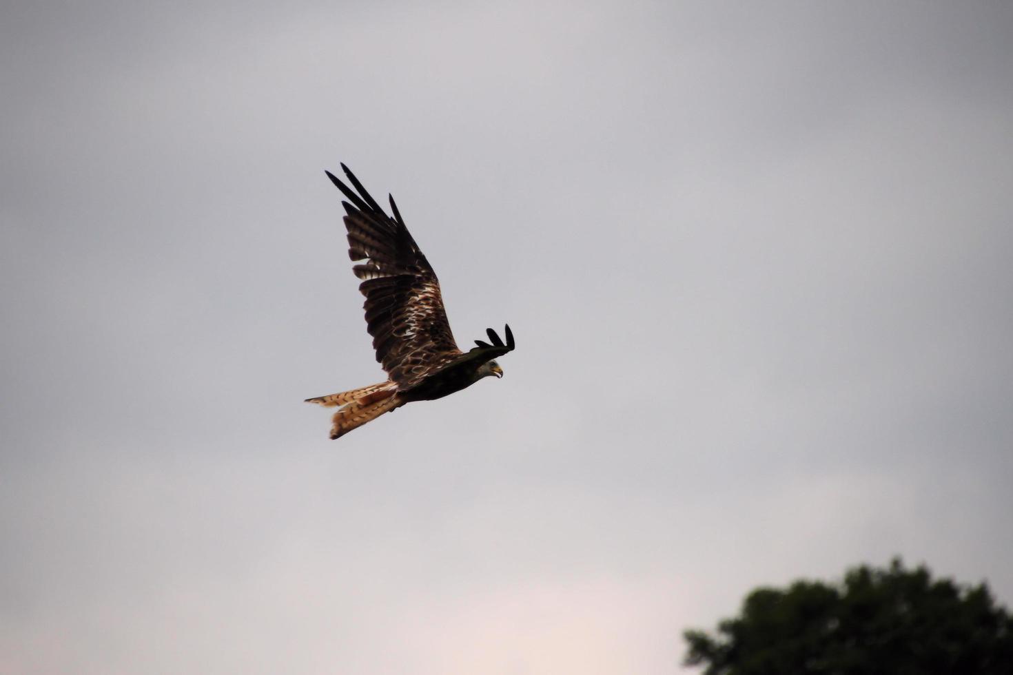 Un gros plan d'un cerf-volant rouge en vol à gigrin farm au Pays de Galles photo