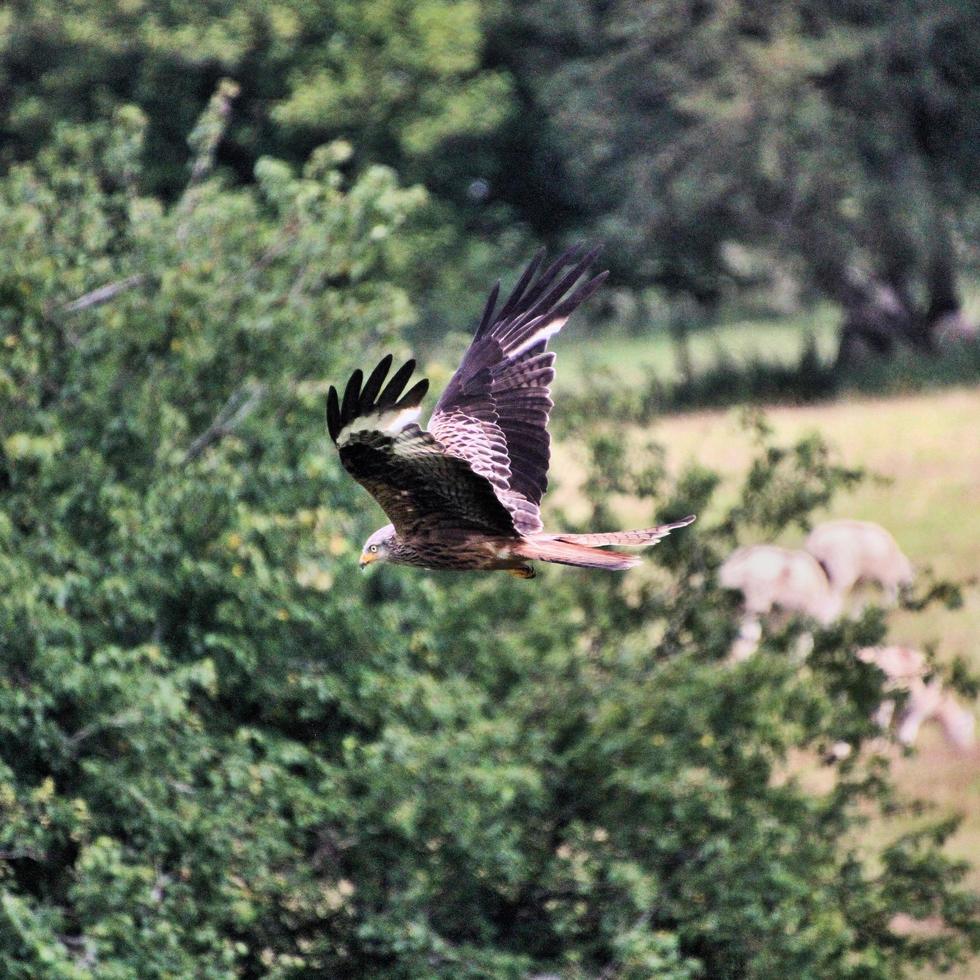 Un gros plan d'un cerf-volant rouge en vol à gigrin farm au Pays de Galles photo