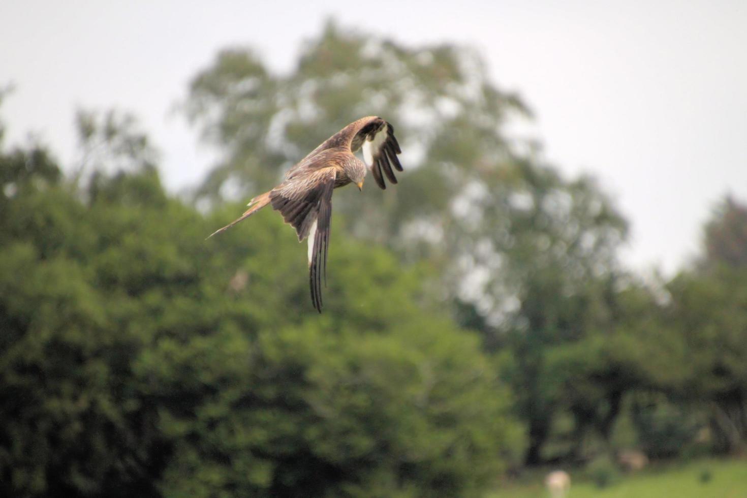 Un gros plan d'un cerf-volant rouge en vol à gigrin farm au Pays de Galles photo