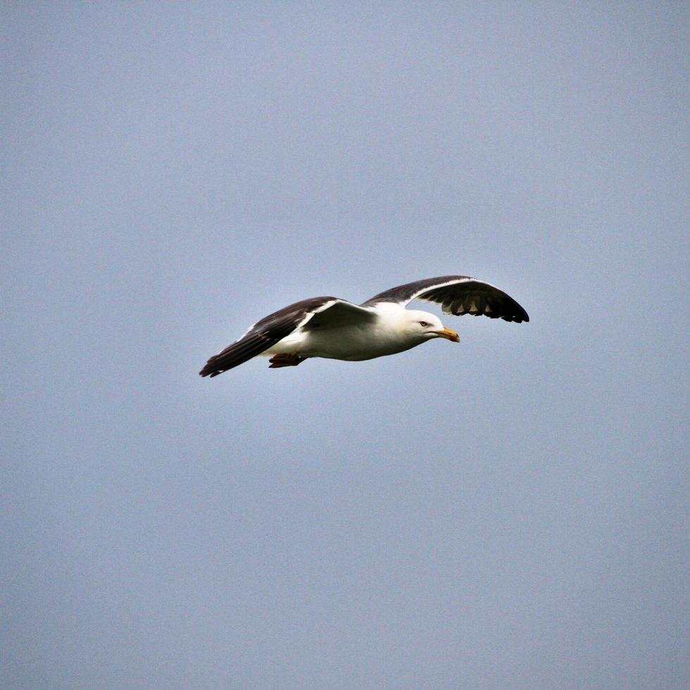 une vue d'une mouette photo