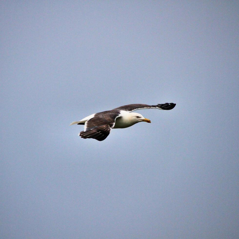 une vue d'une mouette photo