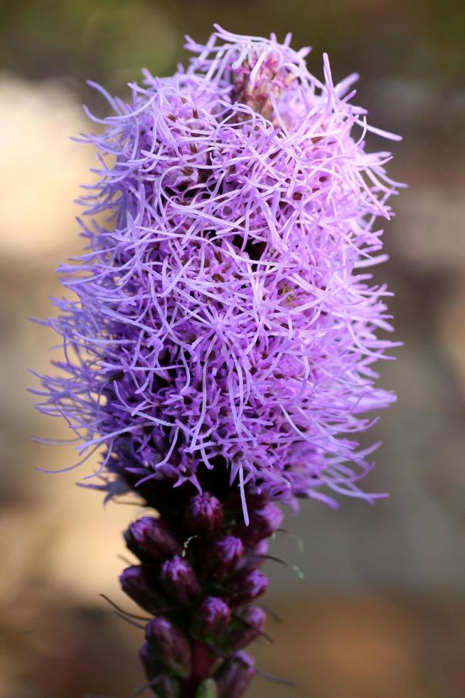 gros plan, de, a, fleur violette photo