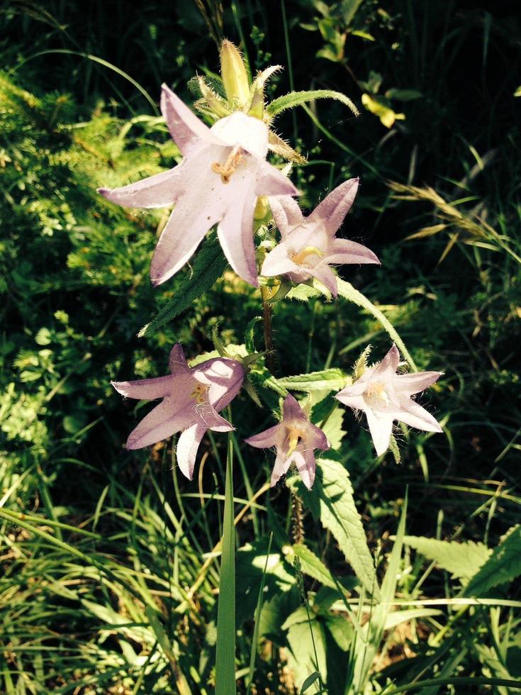 fleurs sauvages dans la nature photo