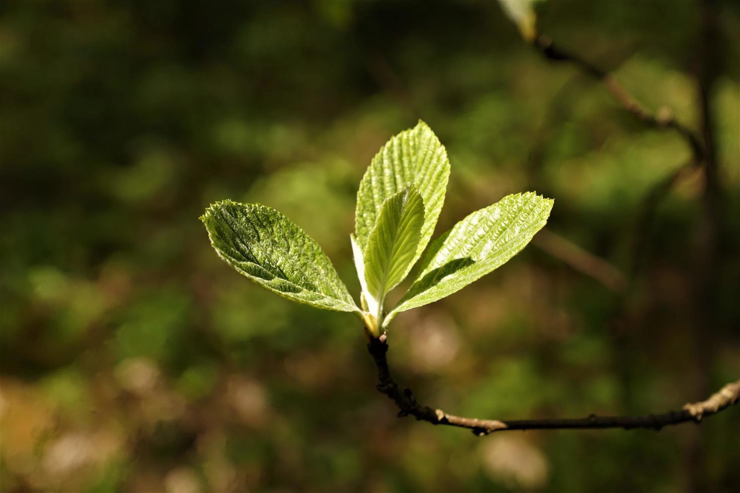 feuilles de hêtre au printemps photo