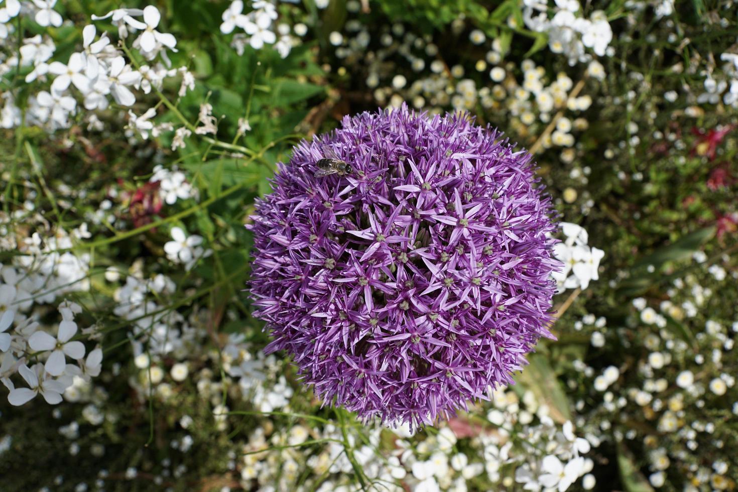 poireau violet et autres fleurs photo