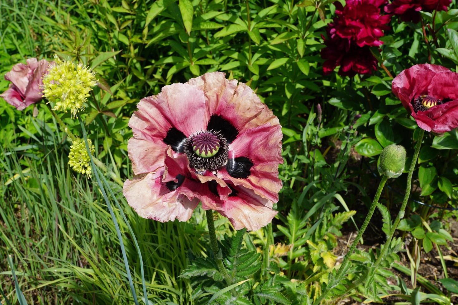 coquelicots dans le parc photo