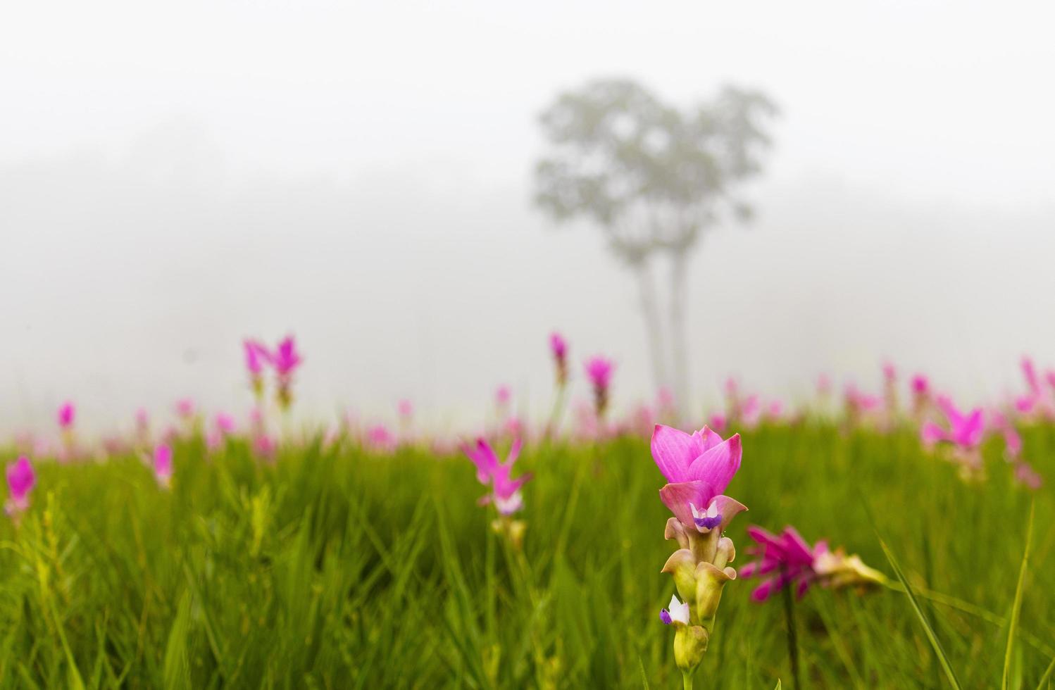 un champ de tulipes siam et de brouillard photo