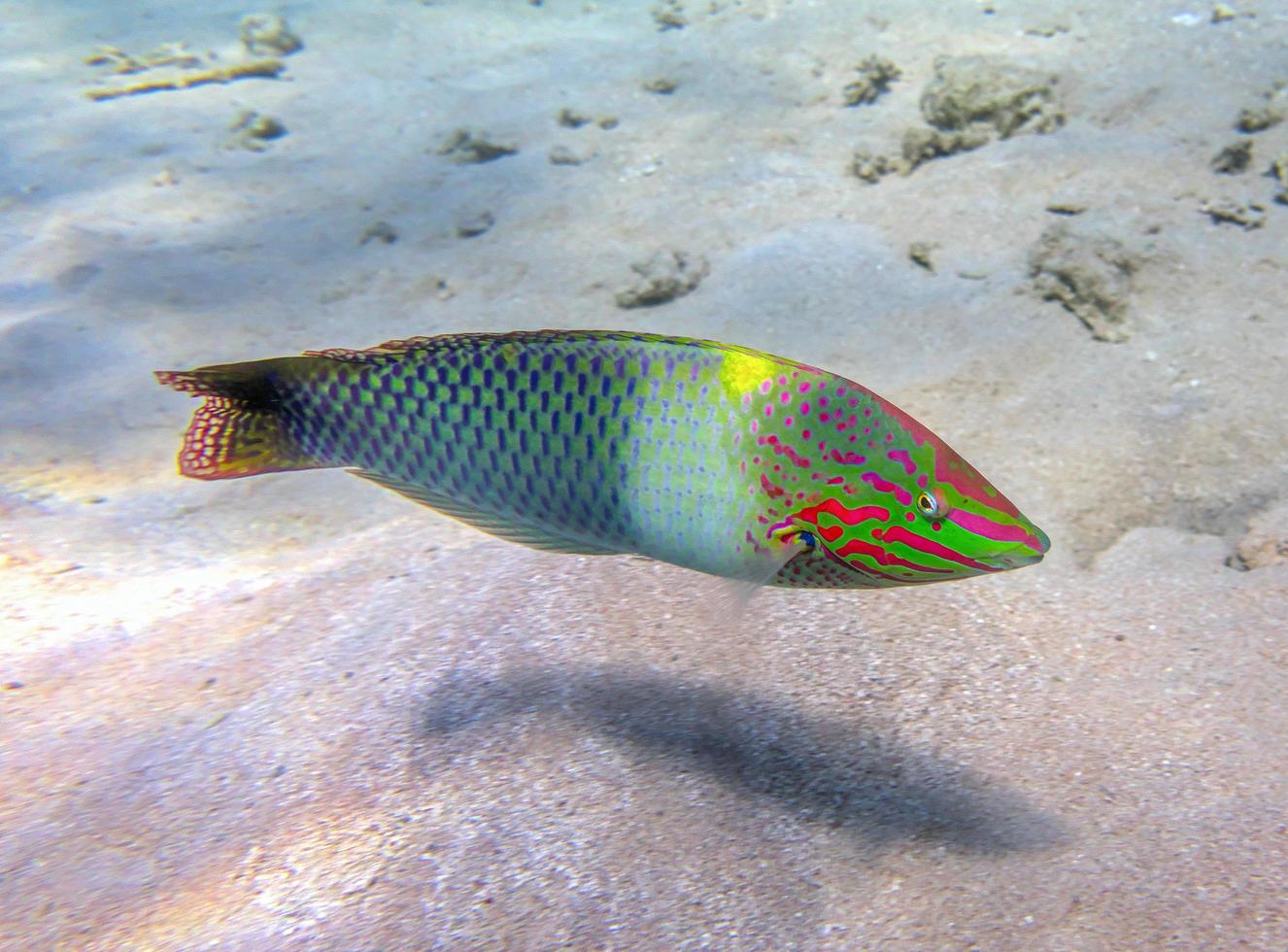 demoiselle de mer colorée photo